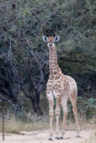 a young giraffe calf at sunrise