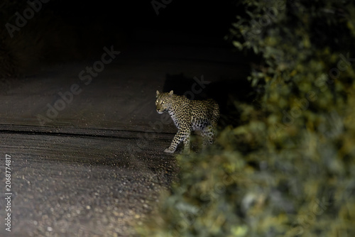 a leopard on the road at night