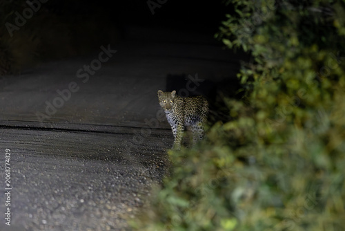 a leopard on the road at night