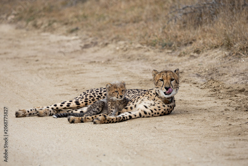a cheetah mother with her tiny cubs (honey badger hair)