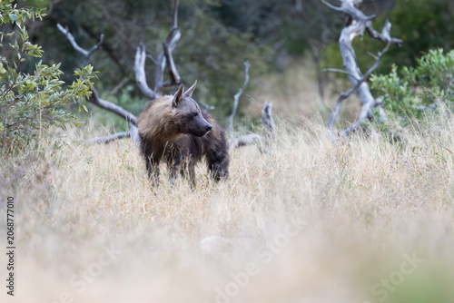 a rare Brown hyena close-up in the bushveld