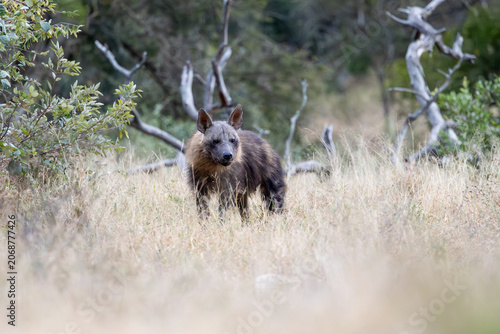 a rare Brown hyena close-up in the bushveld