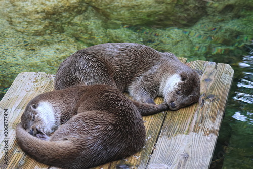 カワウソ