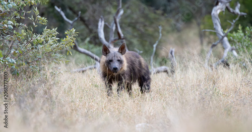a rare Brown hyena close-up in the bushveld