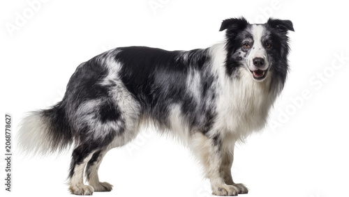 Fotografie Black and white Border Collie dog standing, looking forward