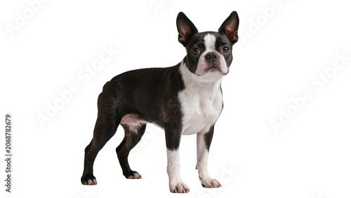 Obraz na płótnie Boston Terrier dog standing black and white coat, alert expression