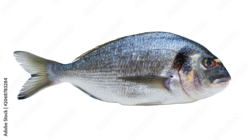 Fototapeta premium Whole raw sea bream fish with silver scales and dark markings