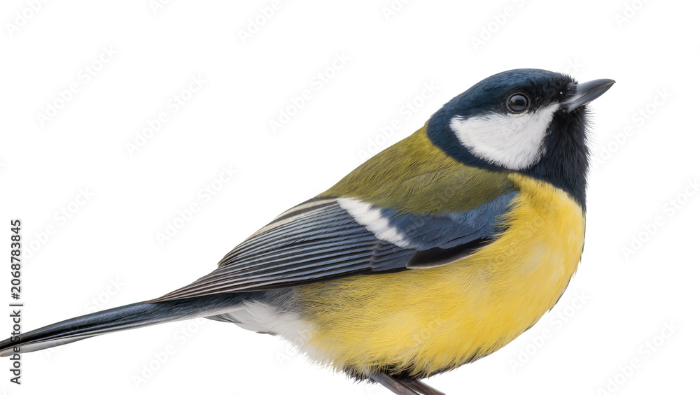 Obraz premium Great tit bird with yellow breast and blue head, isolated on transparent background