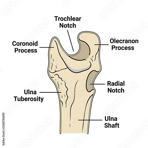 Detailed anatomical diagram of ulna bone structure.