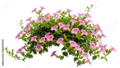фотографія Cascading pink petunia flowers with green leaves