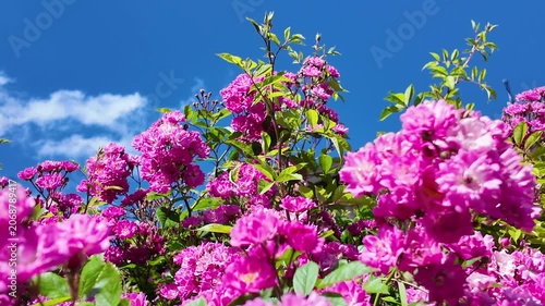Bushes of fresh pink tea roses swaying against the background of blue sky and white clouds