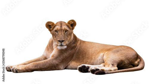 Photography Lioness lying down with front paws crossed