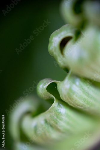 Canvastavla Close-up texture of Asplenium nidus or Cobra fern foliage in a home garden