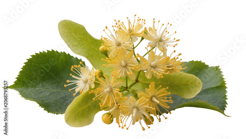 фотографія Linden tree flowers and leaves with bracts
