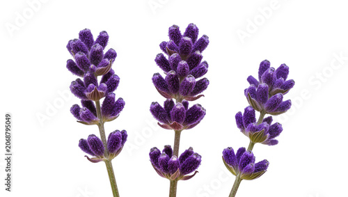 Photos Three purple lavender flower spikes with green stems