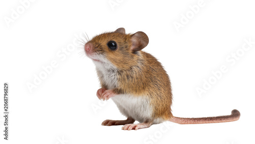Photos Small brown mouse with white belly standing on hind legs
