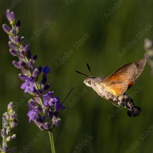 hummingbird hawk-moth
