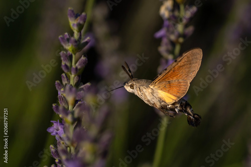 hummingbird hawk-moth