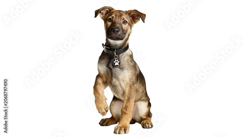 Tableau sur toile Young mixed breed dog sitting with one paw raised