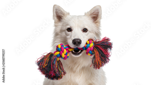 Fotografie White dog holding colorful rope toy in mouth