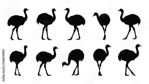 Canvas Print Black ostrich silhouettes walking in different poses