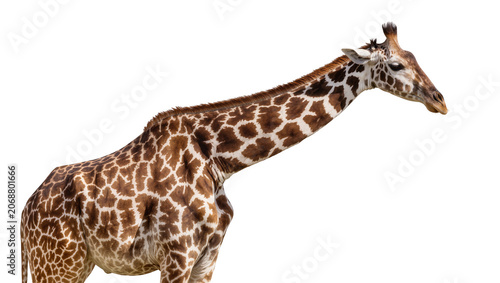 Canvas Print Brown and white spotted giraffe neck and head, isolated on transparent backgroun