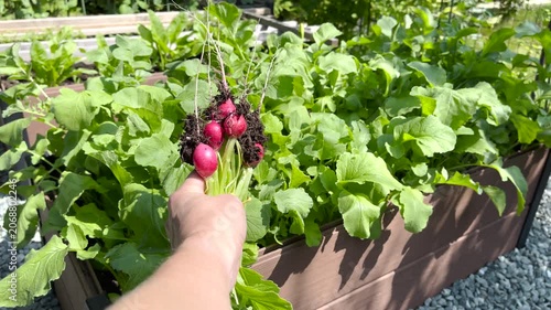 Holding bunch of fresh harvested red radishes in hand over green garden bed. Organic farming lifestyle concept features close up person showing raw home grown vegetables with soil on roots. Sunny