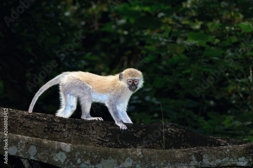 Canvas Print Young Vervet monkey (Chlorocebus pygerythrus), climbing on a tree, Masai Mara Na