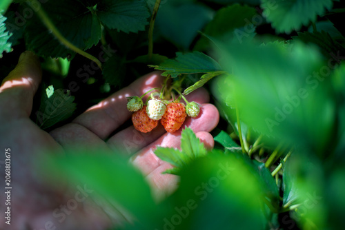 Human hand holds small strawberry