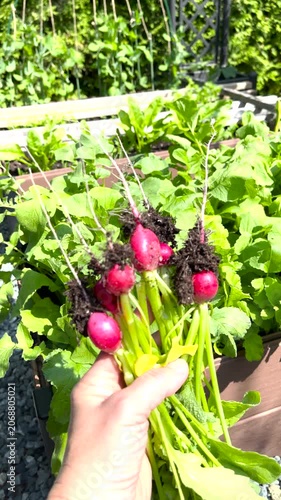 Farmer showing freshly uprooted red radishes with dirt on roots in sunny garden. Urban agriculture lifestyle concept captures hand holding vibrant organic vegetables directly from raised garden bed