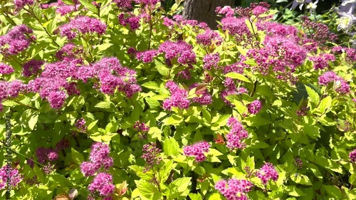 Bumblebee collecting pollen on bright pink spiraea japonica flowers in summer garden. Beautiful blooming Japanese meadowsweet bush features vibrant yellow green foliage under natural sunlight. Outdoor