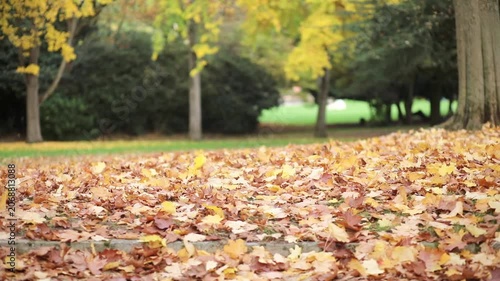 Fallen autumn leaves covering the ground in Parc Montsouris, Paris, France, while yellow leaves fall from trees