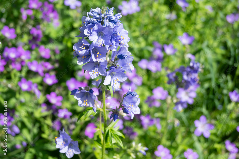 Fototapeta premium Horizontal close-up of a bright blue Veronica bloom with yellow stamens, surrounded by soft-focus purple flowers and green foliage. Ideal for natural landscape design and wildflower meadow art.
