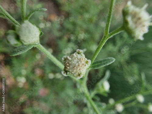 Photos Parthenium hysterophorus, Santa Maria feverfew or congress grass closeup