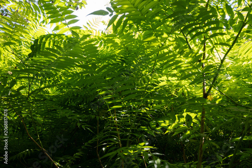 Photos Horizontal full-frame texture of dense, vibrant green pinnate leaves filling the frame