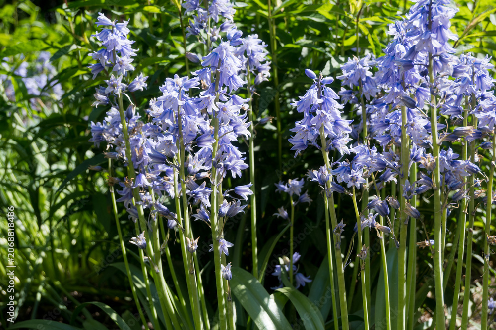 Obraz premium Close-up of a group of Spanish bluebells on tall green stems. Perfect for spring garden designs, blue floral backgrounds, and seasonal nature wallpapers.