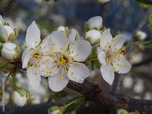 Delicate Cherry Blossom in Spring Bloom
