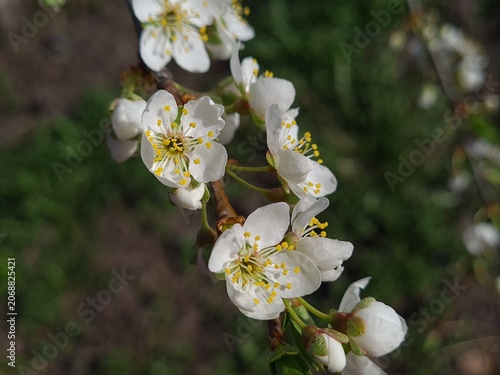 Delicate Cherry Blossom in Spring Bloom
