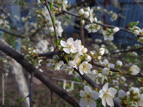 Delicate Cherry Blossom in Spring Bloom
