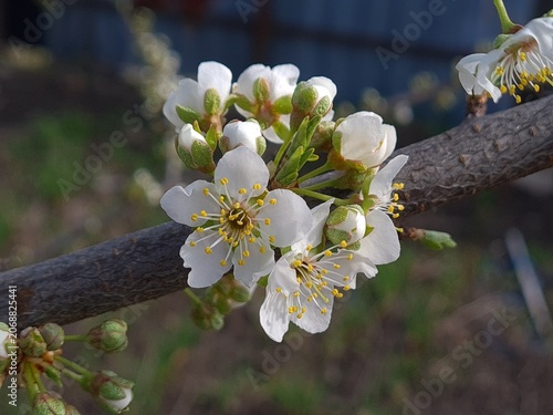 Delicate Cherry Blossom in Spring Bloom
