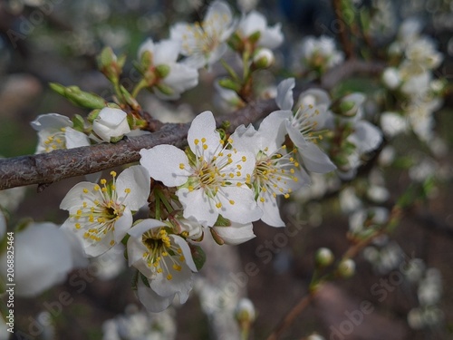 Delicate Cherry Blossom in Spring Bloom

