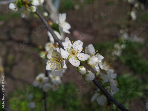 Delicate Cherry Blossom in Spring Bloom
