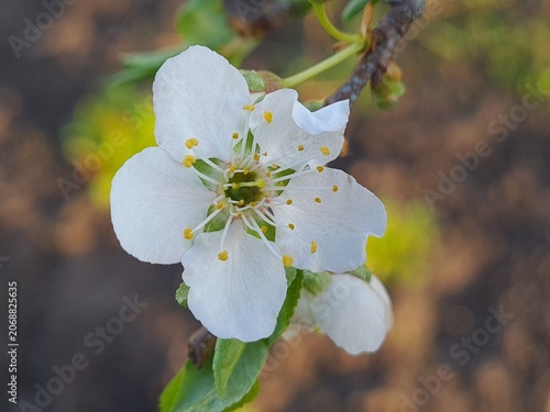 Delicate Cherry Blossom in Spring Bloom
