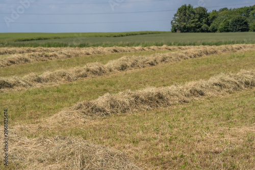 Rows of dry hay drying on a summer field