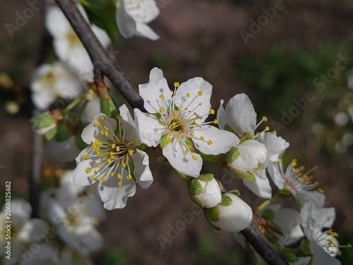 Delicate Cherry Blossom in Spring Bloom
