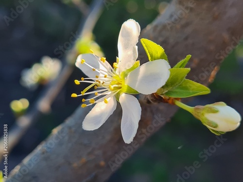Delicate Cherry Blossom in Spring Bloom
