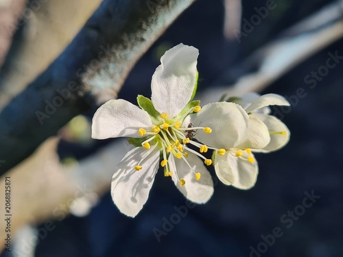 Delicate Cherry Blossom in Spring Bloom
