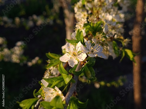 Delicate Cherry Blossom in Spring Bloom
