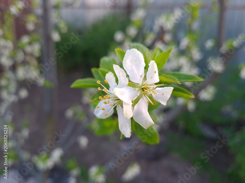 Delicate Cherry Blossom in Spring Bloom
