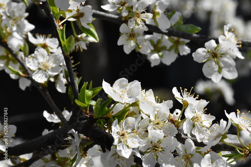 Delicate Cherry Blossom in Spring Bloom
